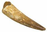 Fossil Spinosaurus Tooth - Real Dinosaur Tooth #344519-1